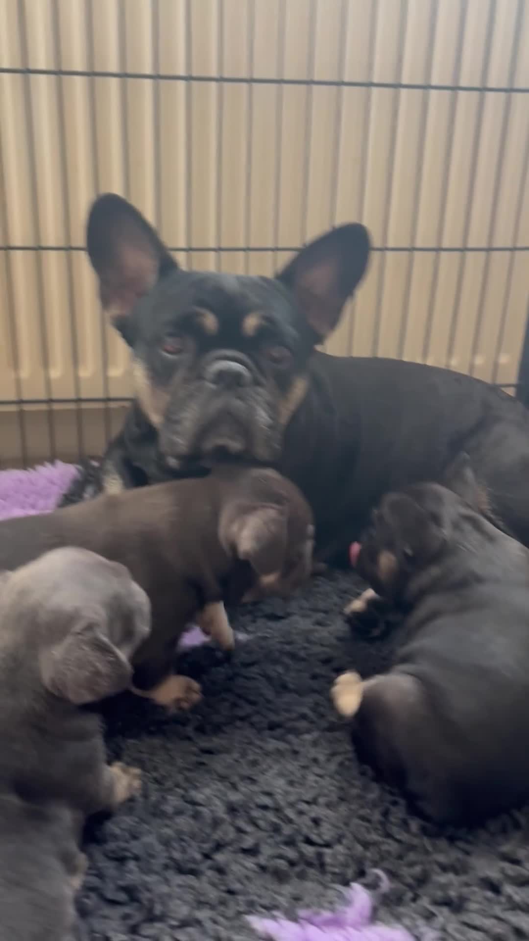 French Bulldog dogs for sale: Stunning French bulldogs  - Video 2