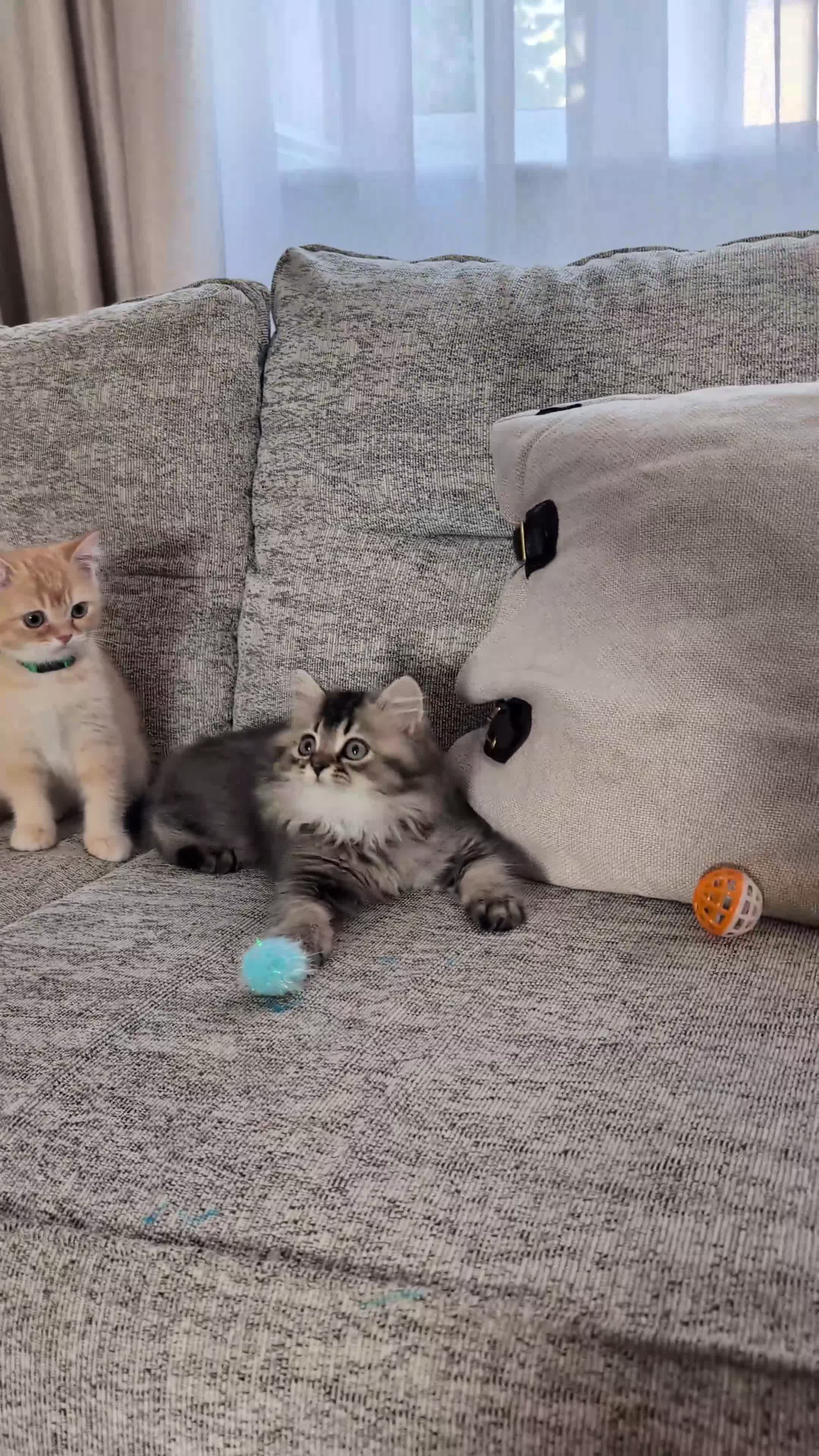 Scottish Fold cats for sale: ⭐ Ready Now Scottish straight kittens  ⭐ - Video 1