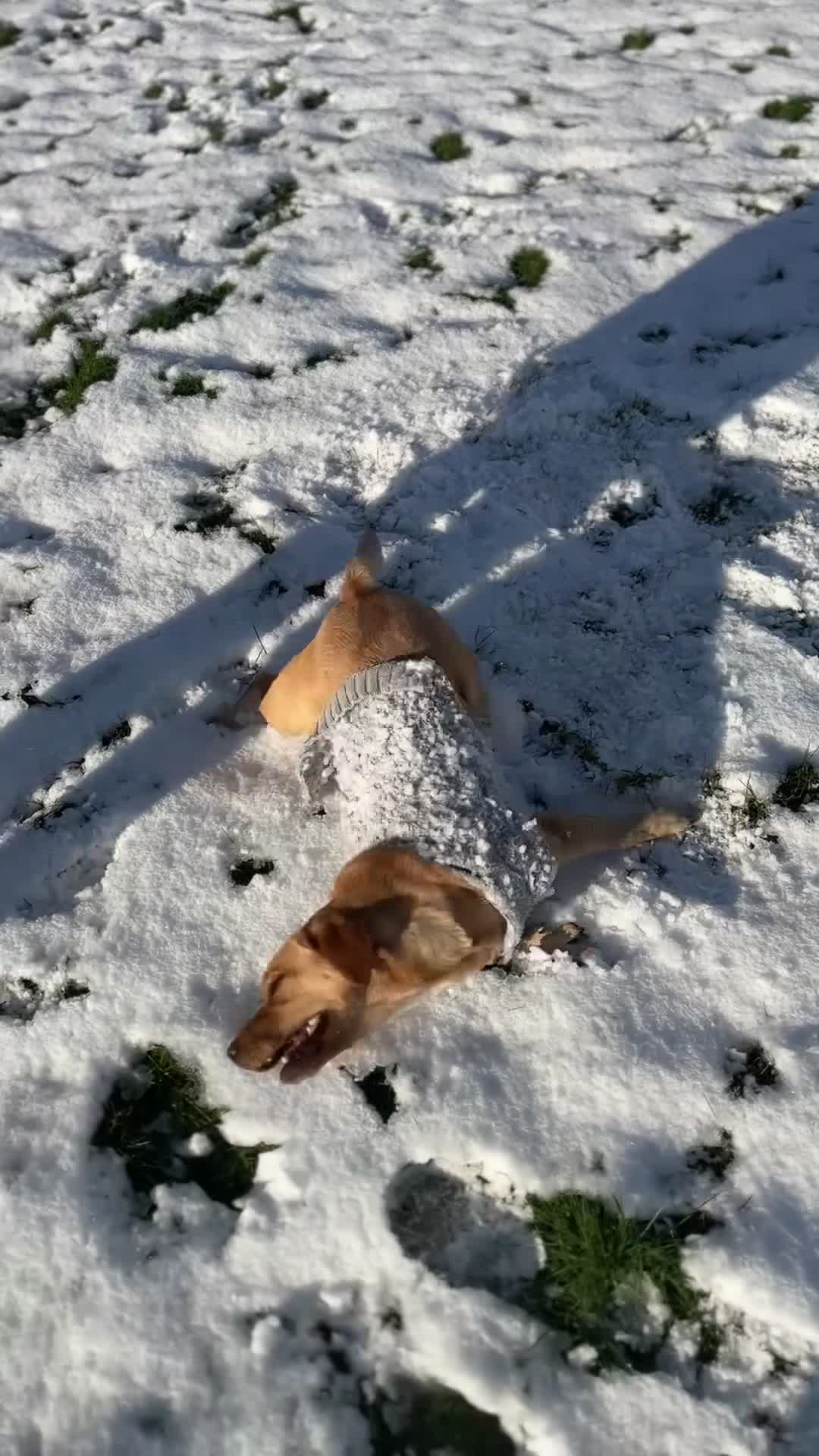 Labrador Retriever dogs for sale: Maya is looking for new family  in Lincoln - Video 1