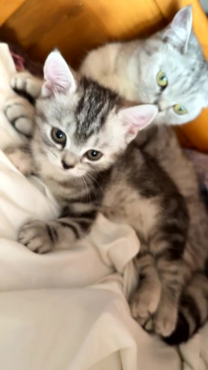 British Shorthair cats for sale: Mom and baby boy - Video 2