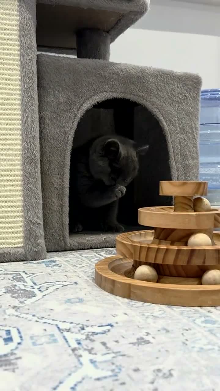 British Shorthair cats for sale: Gorgeous British Shorthair kittens Cute & Adorable - Video 2