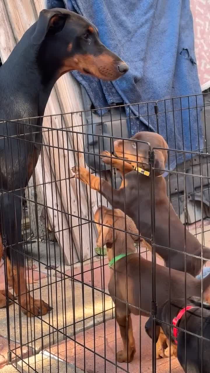 Dobermann dogs for sale: Doberman Puppies For Sale  - Video 1