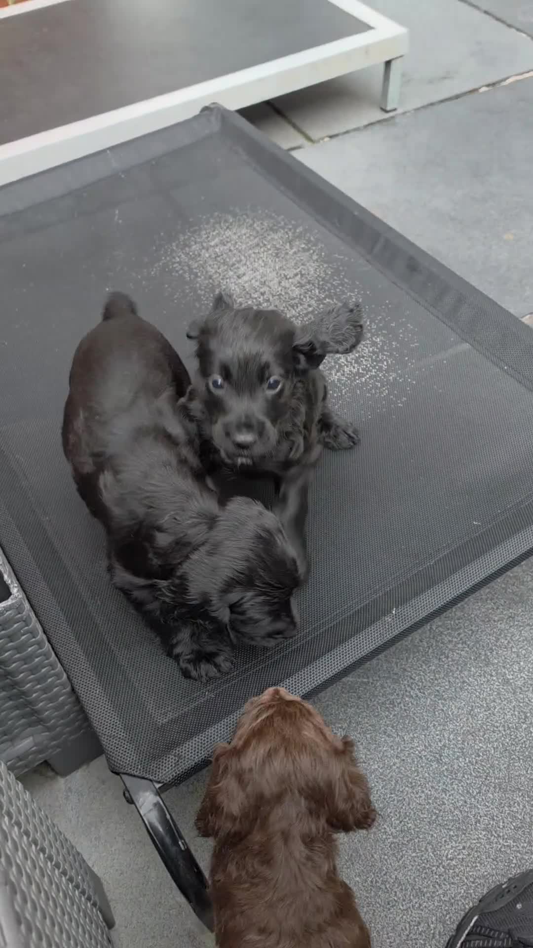 Cocker Spaniel dogs for sale: Champion Line Working Cocker Spaniel Puppies  - Video 2