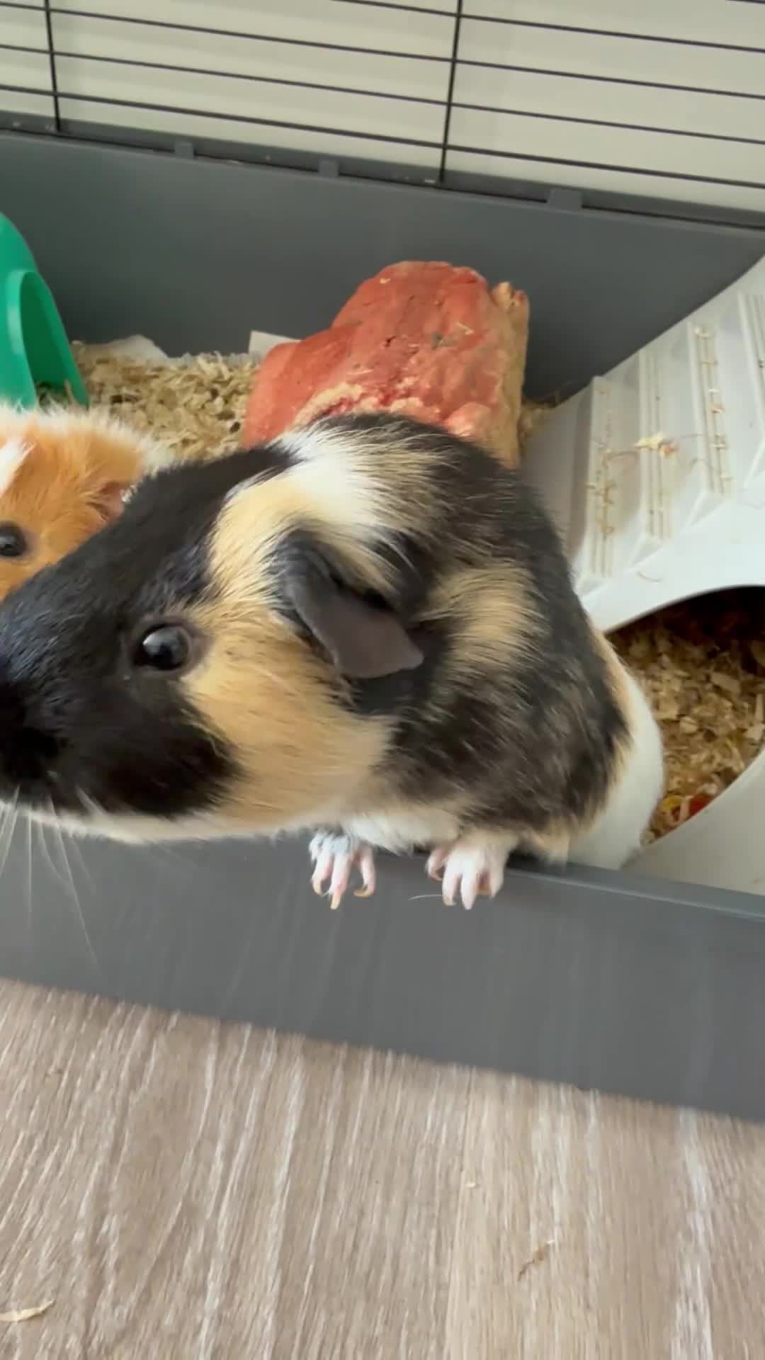 Guinea Pig rodents for sale: 2 guinea pig boys for sale  - Video 1