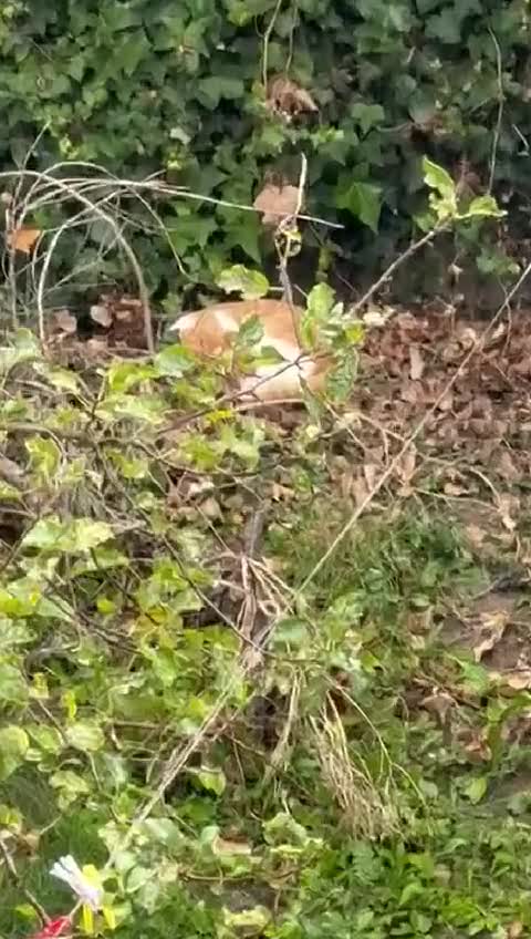 Mixed Breed cats for adoption: 3yr old Bobby deserves warm and dry place to sleep - Video 1