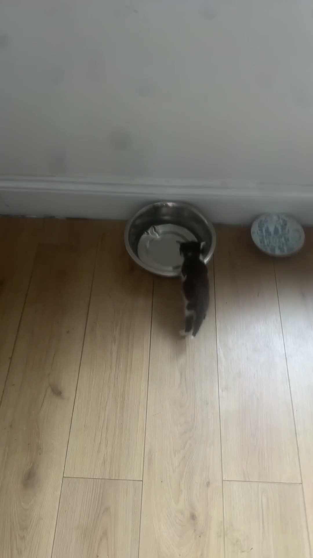 Mixed Breed cats for sale: Mixed breed kittens - Video 1