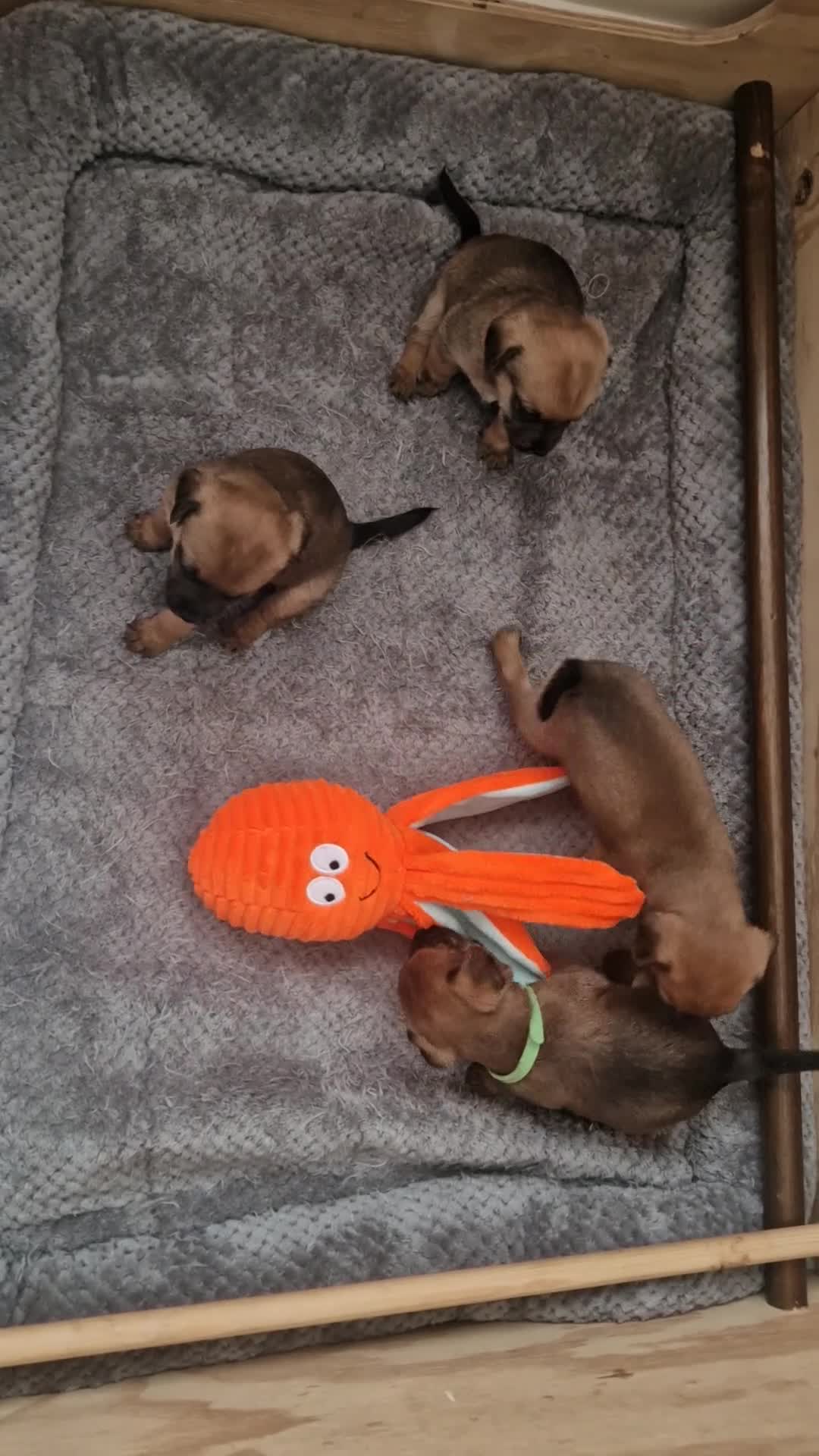 Mixed Breed dogs for sale: Border Terrier Cross Puppies - Video 1