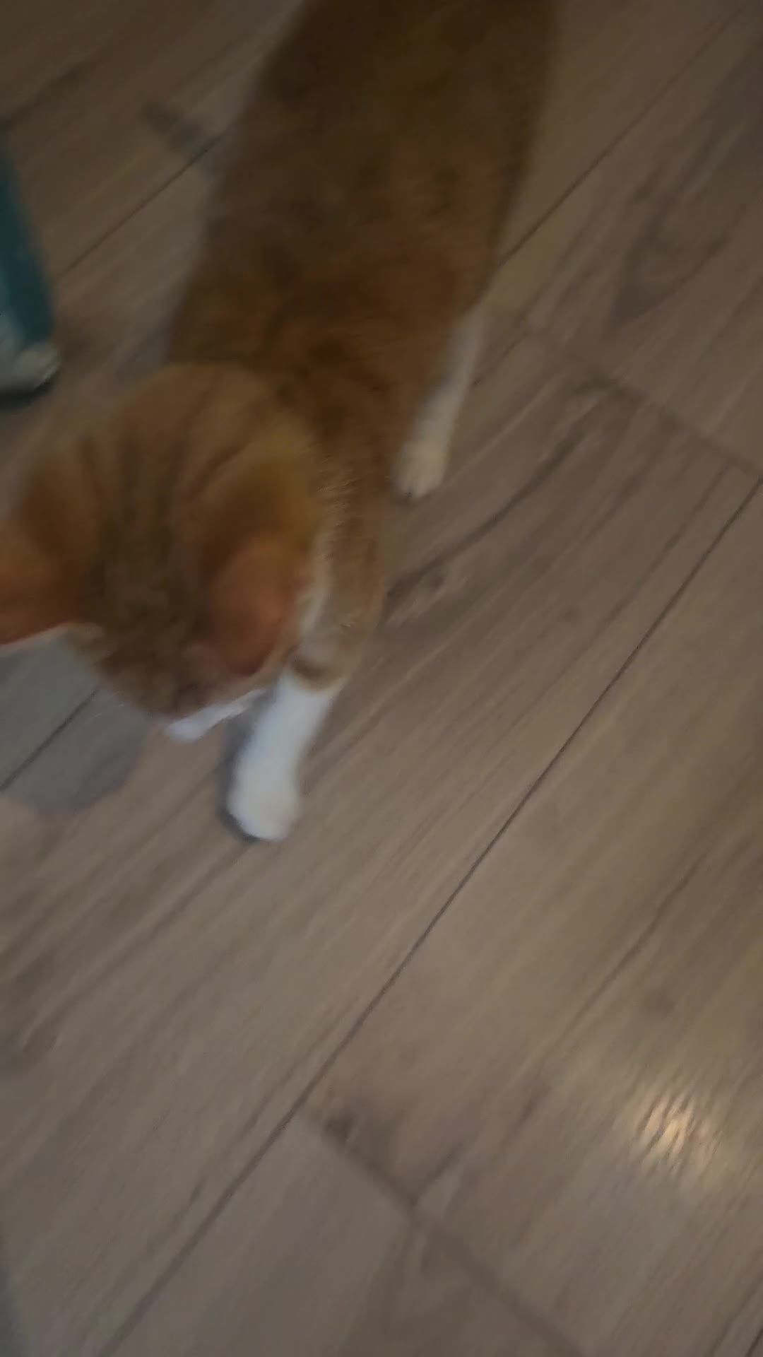 Mixed Breed cats for sale: 3 months old kitty - Video 2