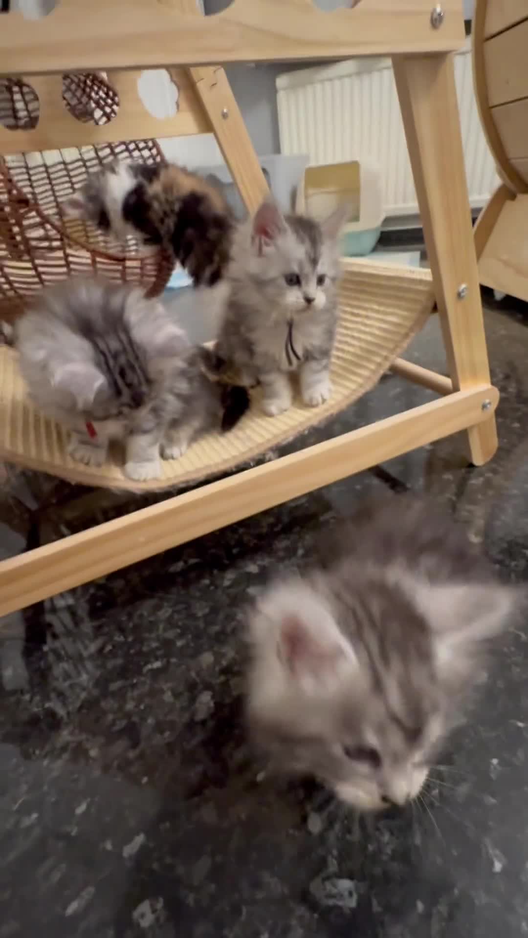 Maine Coon cats for sale: 🌟🌟Beautiful Maine Coon kittens🌟🌟 - Video 2