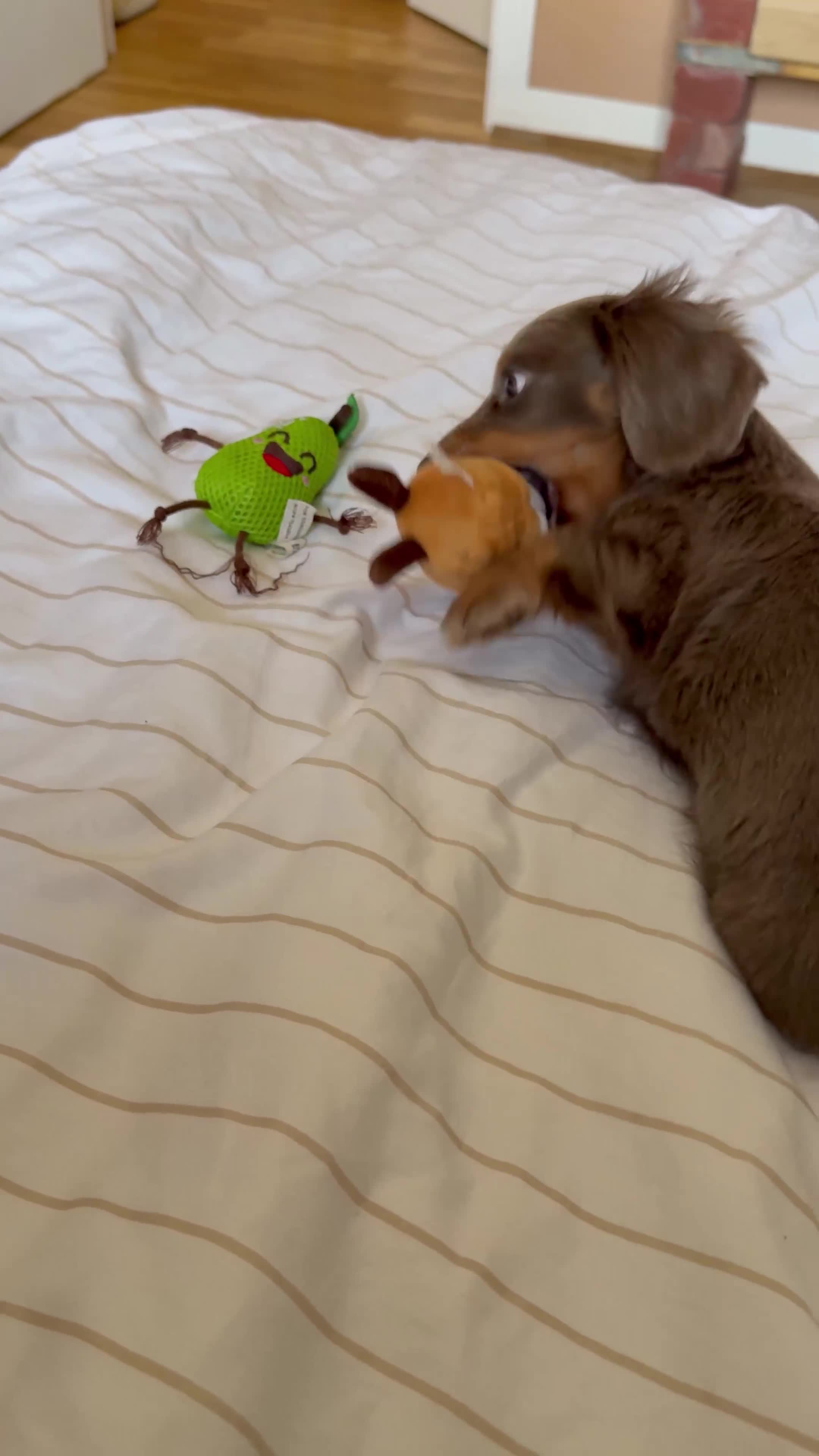 Miniature Dachshund dogs for sale: Miniature dachshund  - Video 1