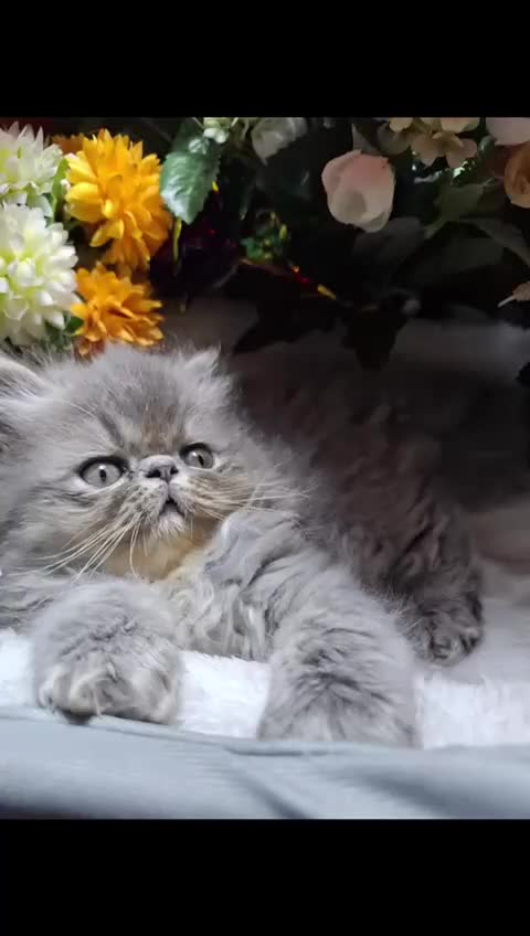Persian cats for sale: Two beautiful boy kittens  - Video 2