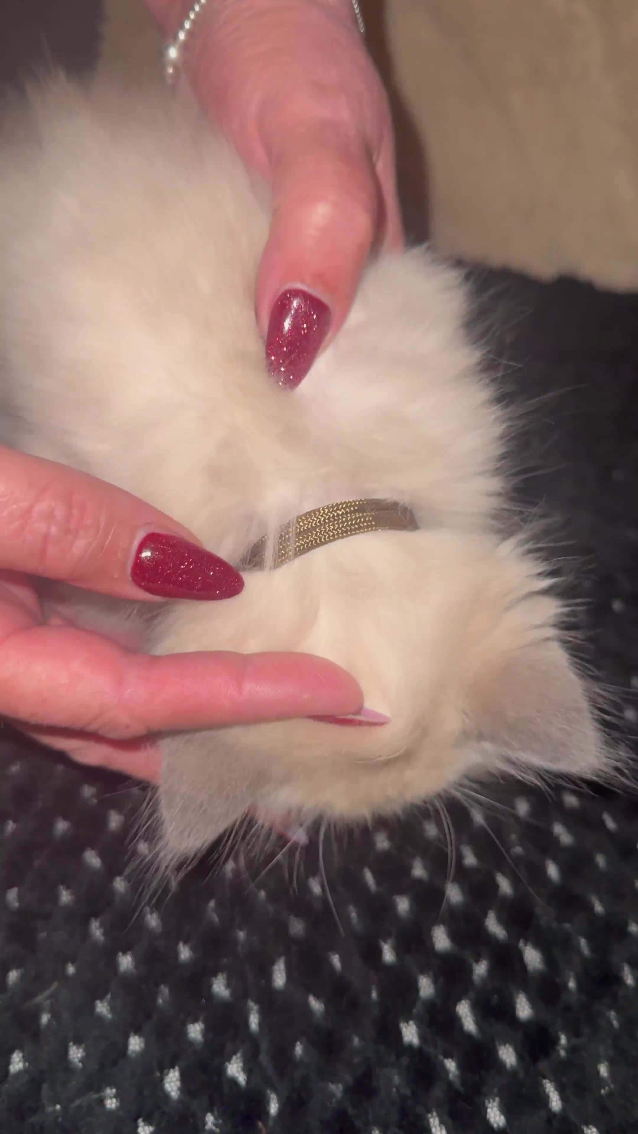 Ragdoll cats for sale: Ragdoll kittens blue mitted  - Video 3