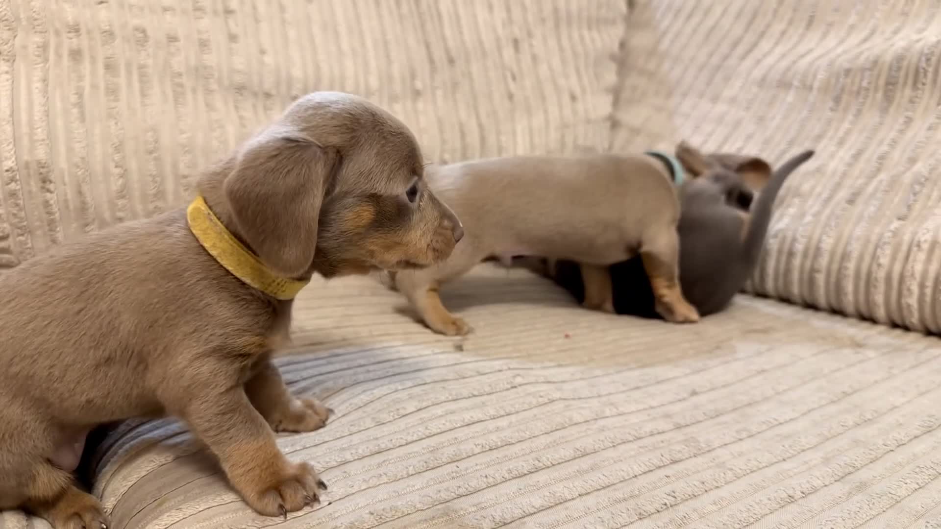 Miniature Dachshund dogs for sale: Adorable Miniature Dachshund Puppies - Video 2