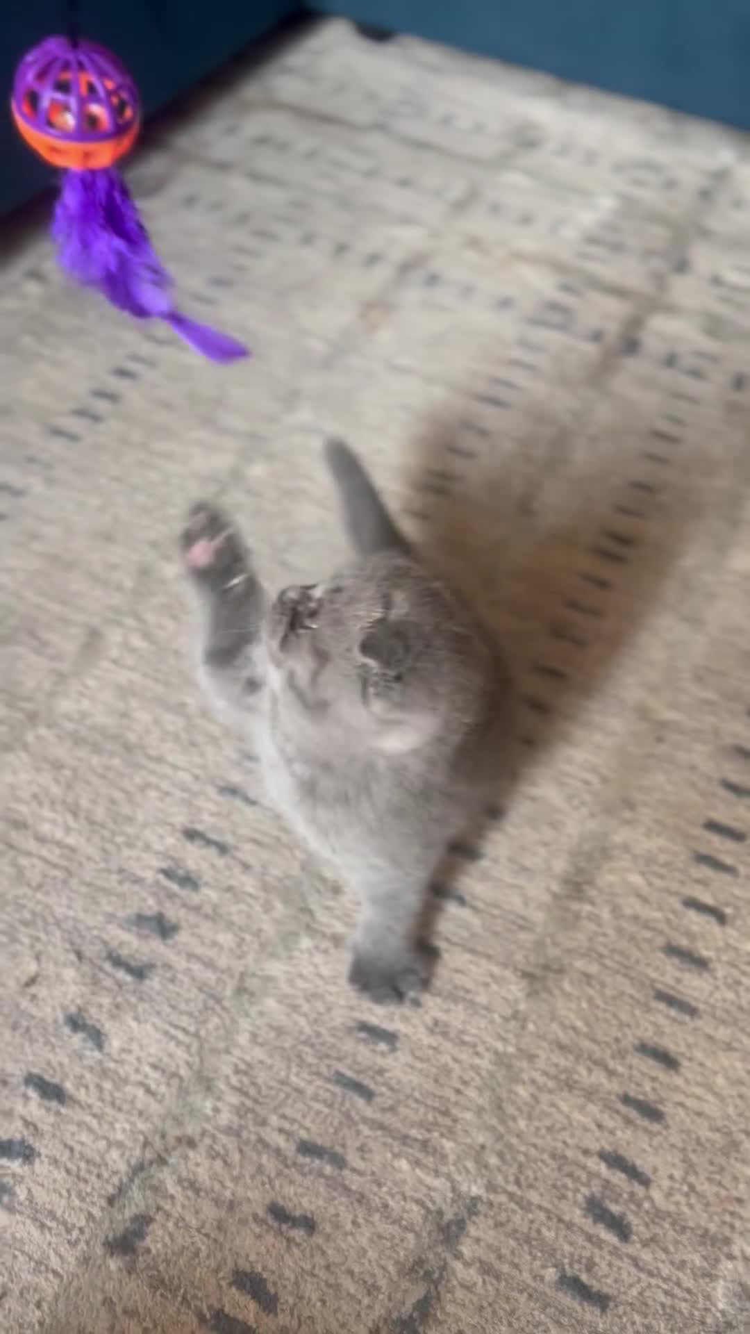 Scottish Fold cats for sale: Beautiful chunky Scottish fold - Video 1