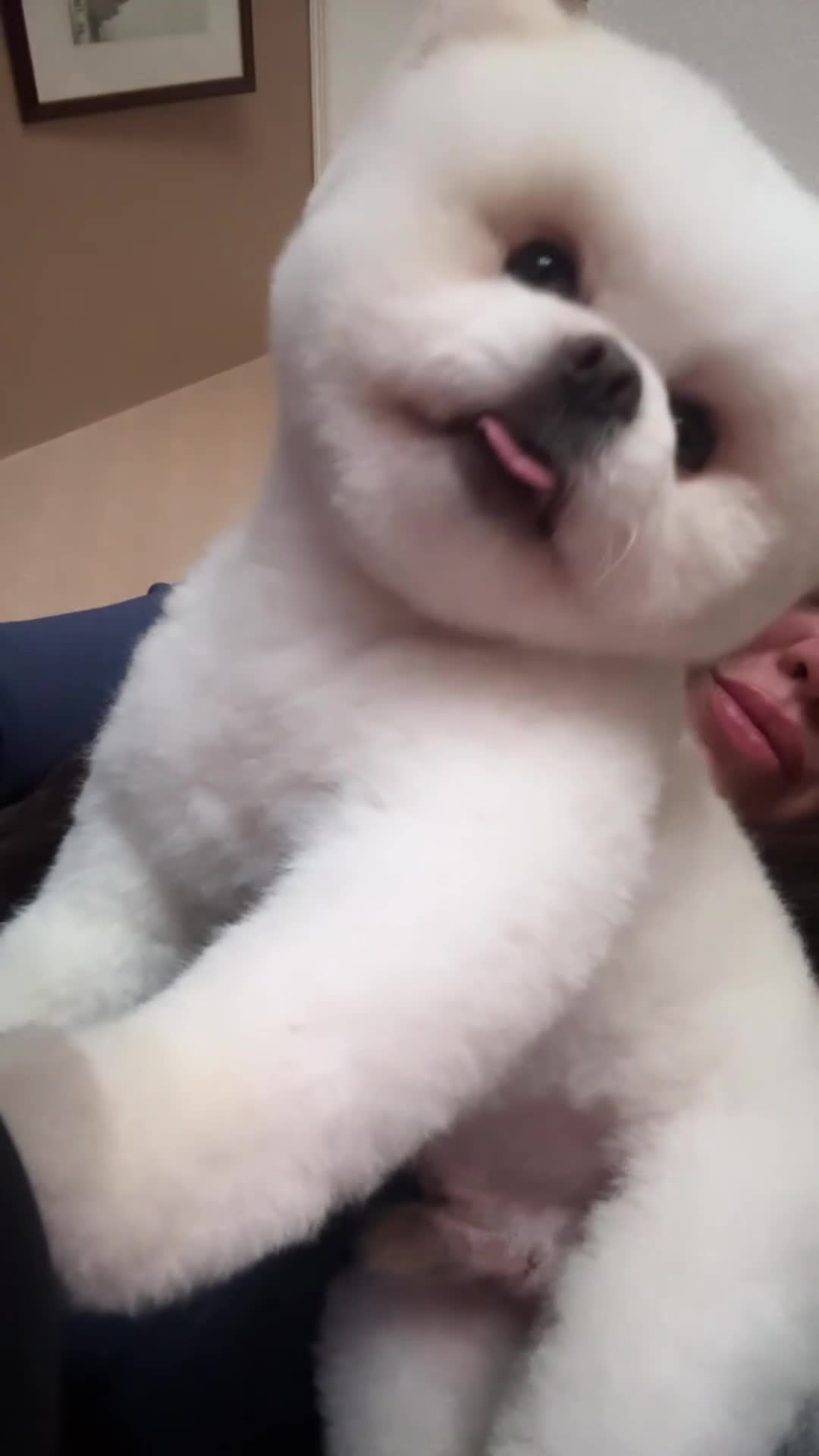 Pomeranian dogs for stud: Teddy  - Video 4