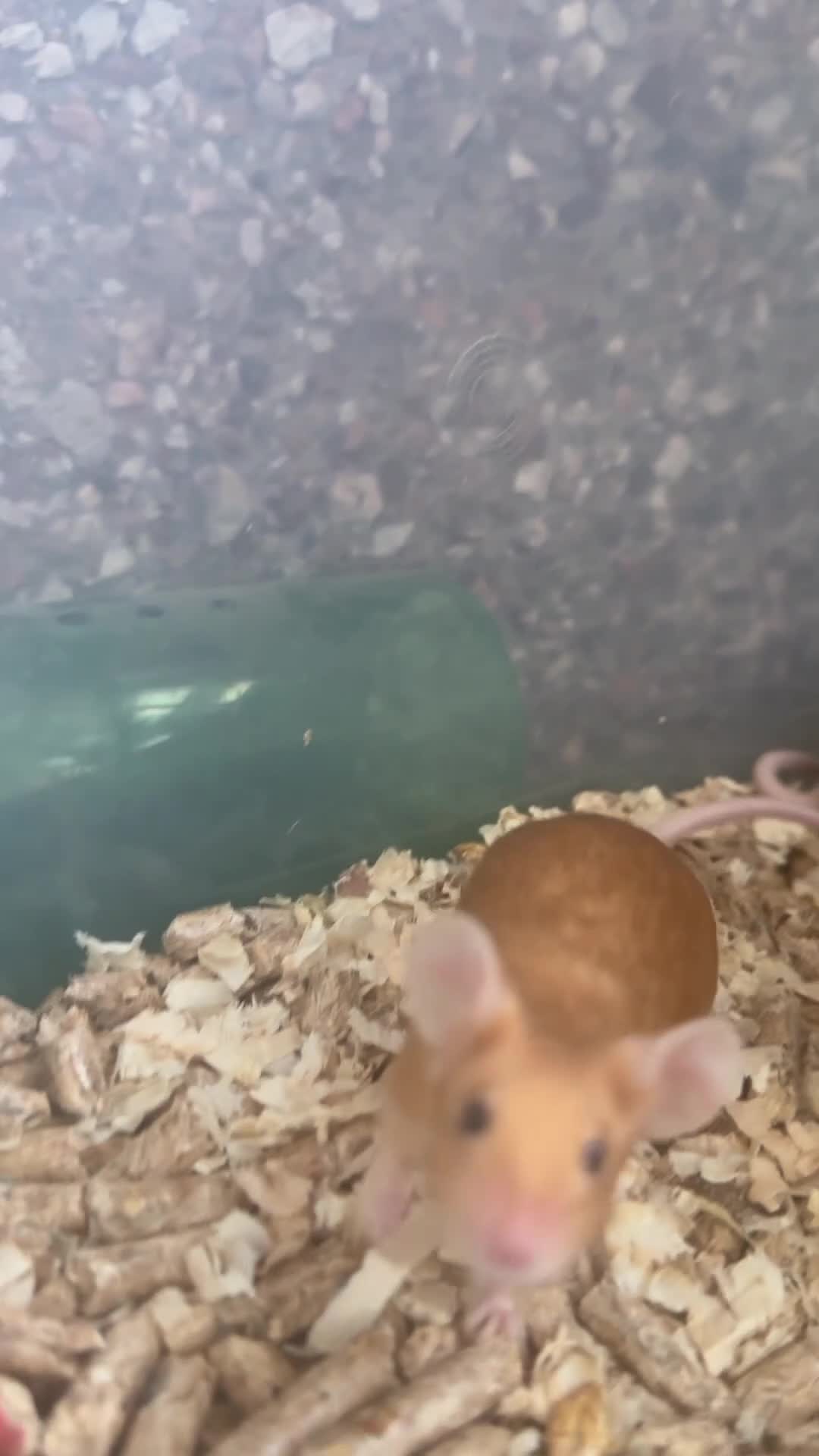 Mouse rodents for sale: Pet Fancy Mice - Video 1