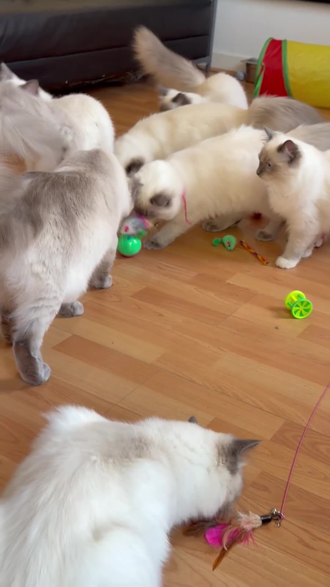 Ragdoll cats for sale: Ragdoll Kittens Looking for Their Forever Homes  - Video 2