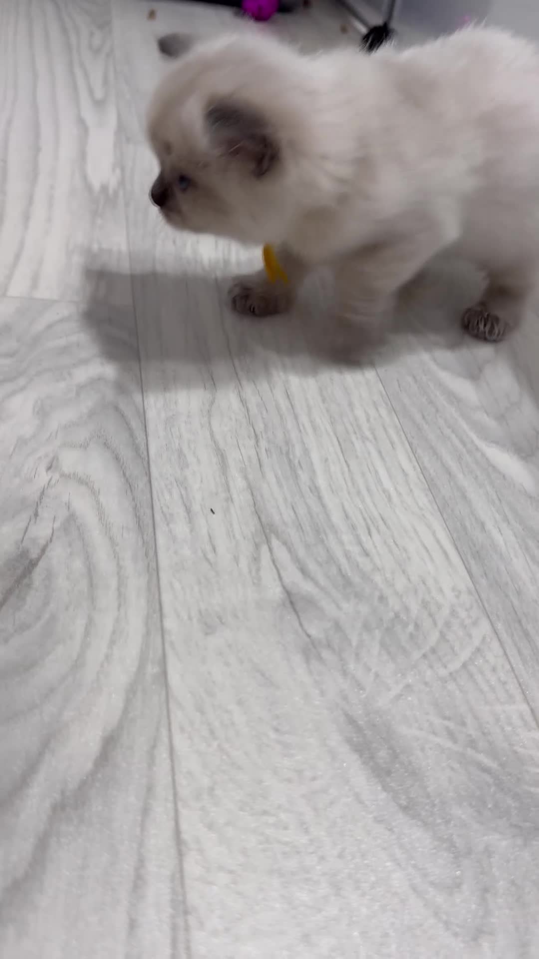 Ragdoll cats for sale: ❤️ Exceptional Lilac & Seal Point Ragdoll Kittens - Video 1