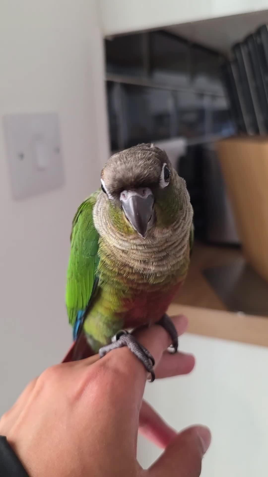 Parrots birds for sale: Handreared Baby Green Cheek Tame Conures  - Video 4