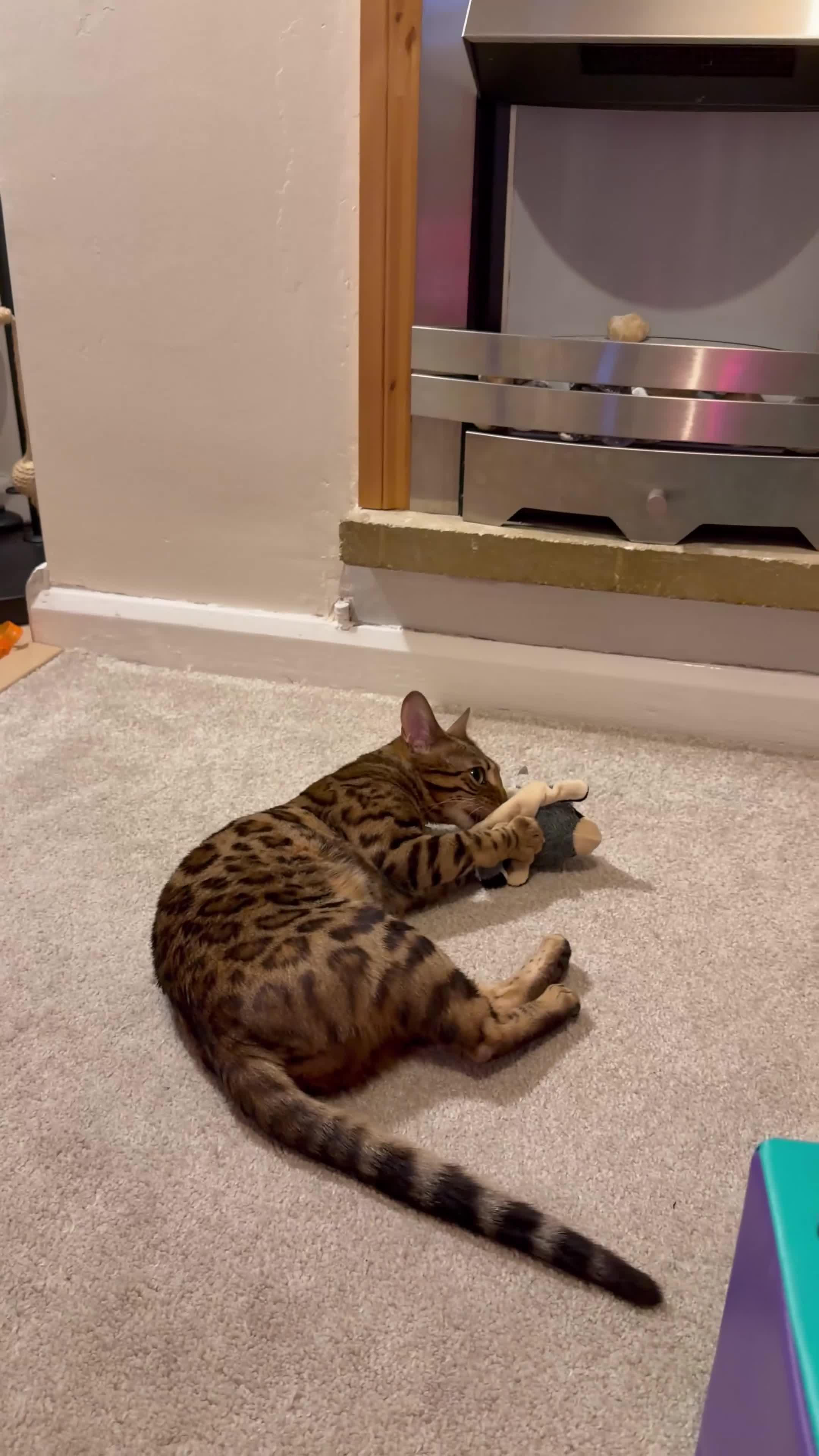Bengal cats for sale: Dottie 1 year old female bengal in Sheffield - Video 1