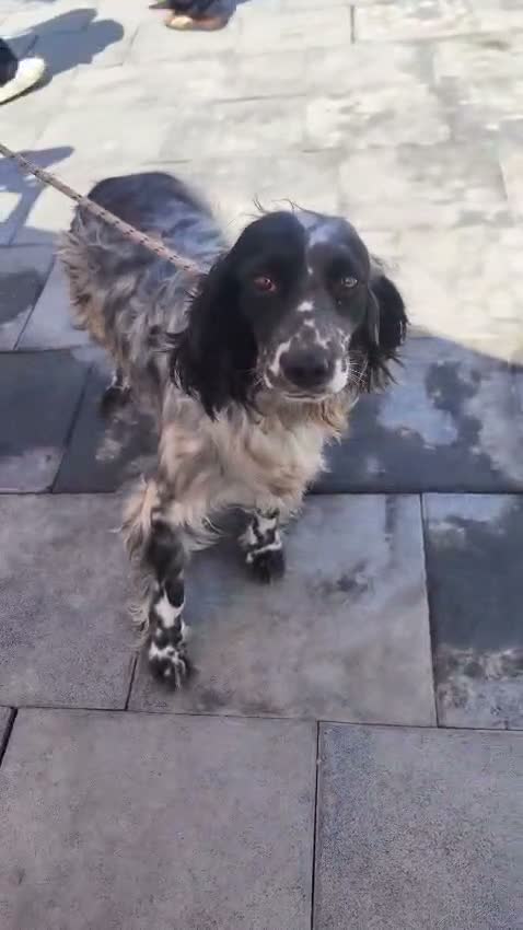 English Setter dogs for adoption: Sydney - Video 1