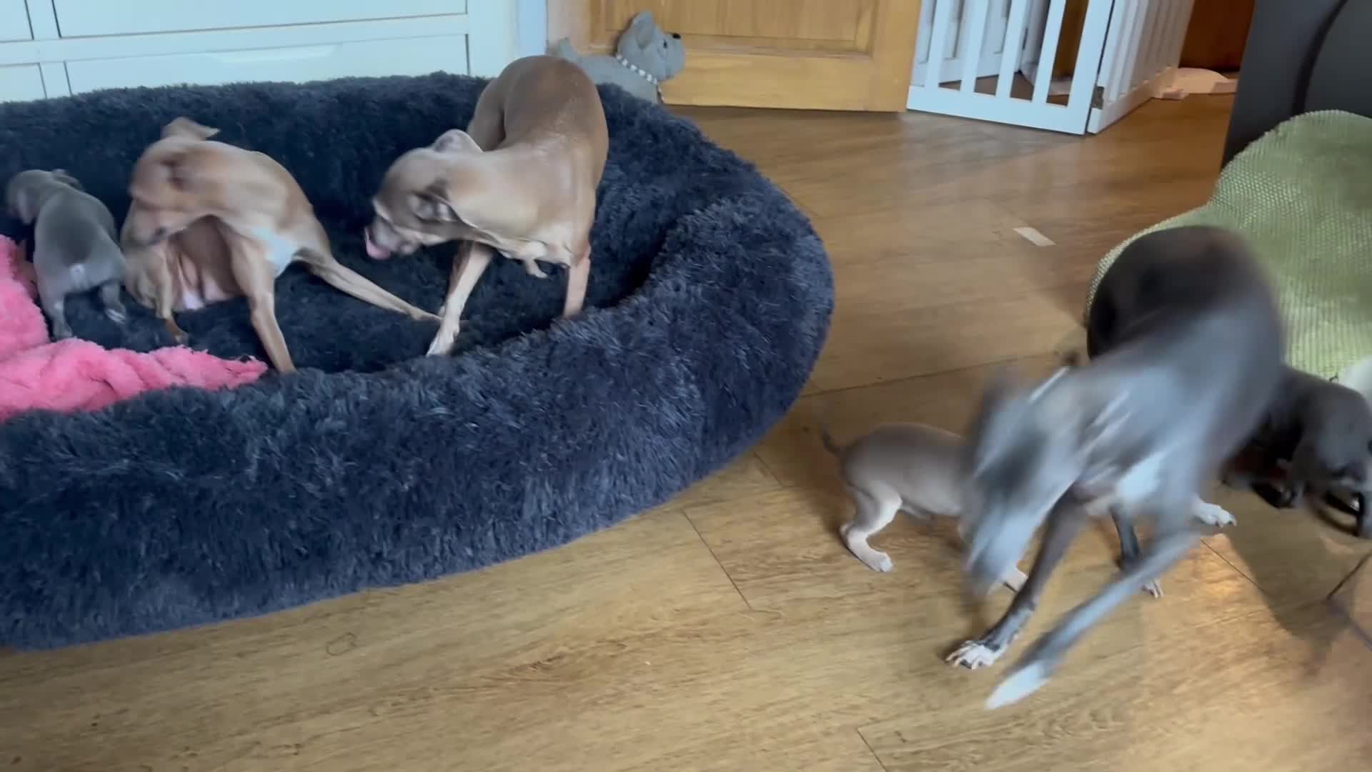 Italian Greyhound dogs for sale: Kc reg Italian greyhound puppies for sale - Video 1