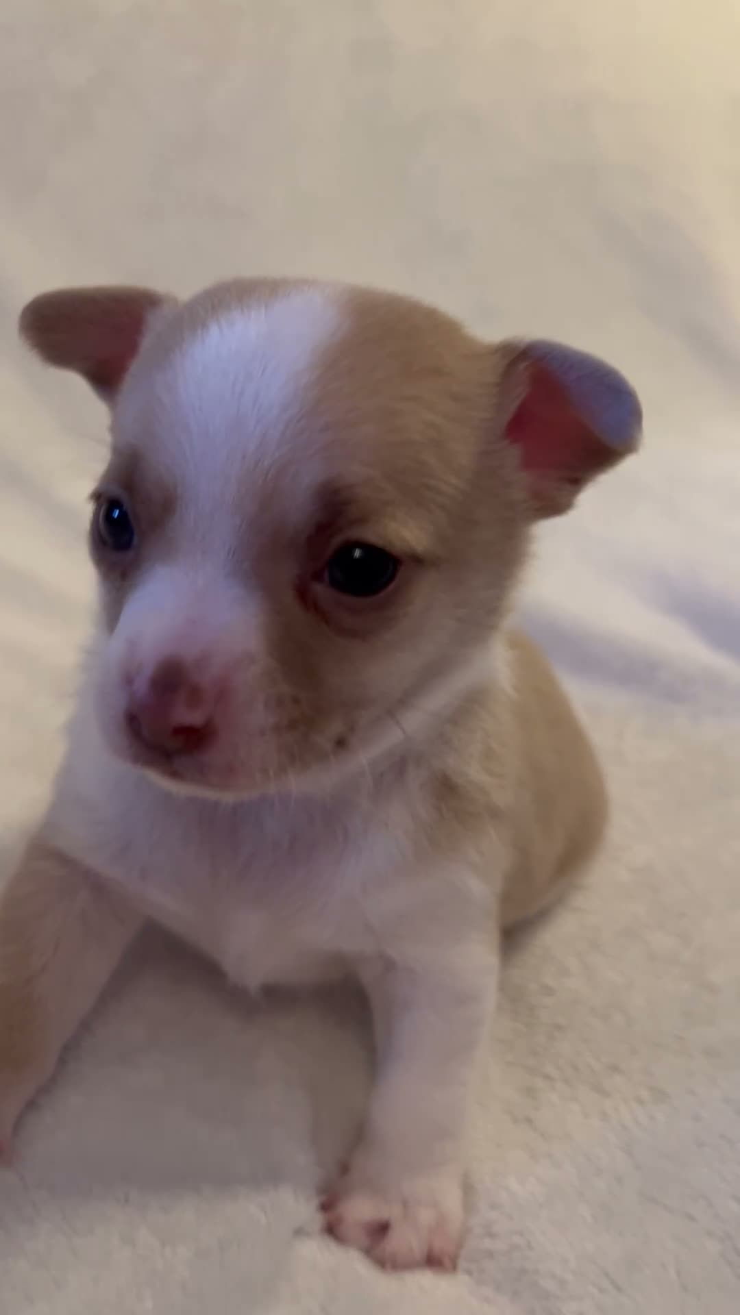 Chihuahua dogs for sale: Chihuahua puppies 3 boys & a girl for sale - Video 4