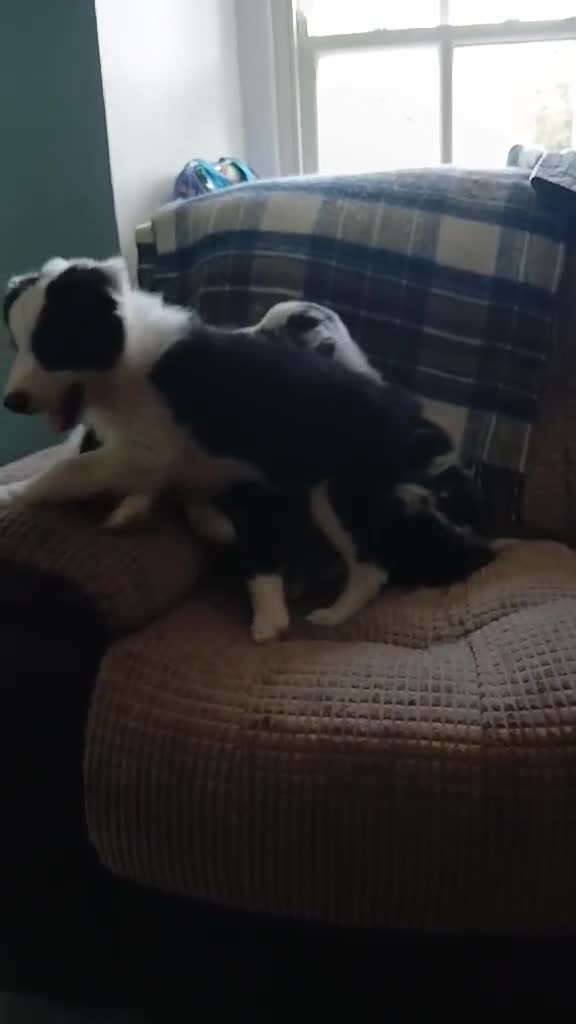 Border Collie dogs for sale: Beautiful border collie puppies  - Video 1