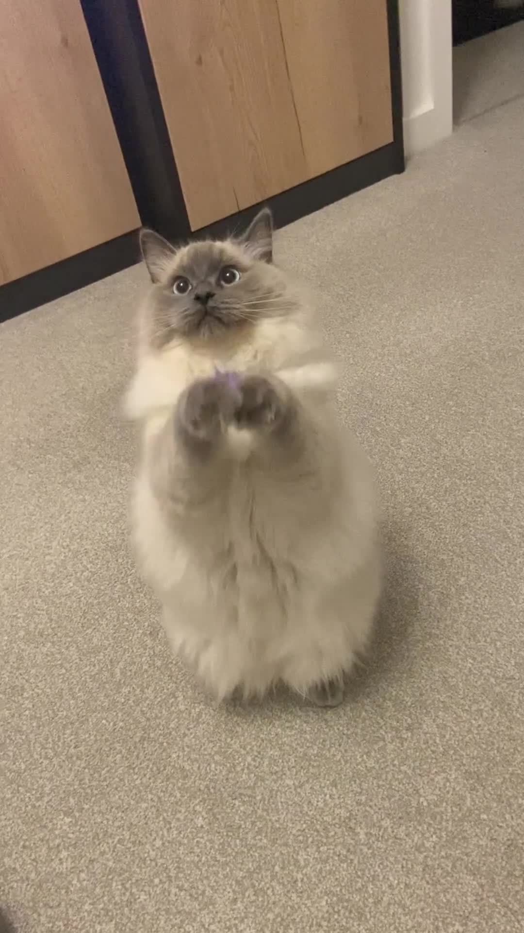 Ragdoll cats for sale: Adult ragdoll clapping cat in Worcester - Video 1
