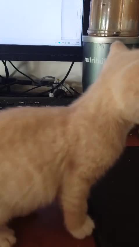 Mixed Breed cats for sale: 6 Cream brothers and one gray tortie girl for sale - Video 2