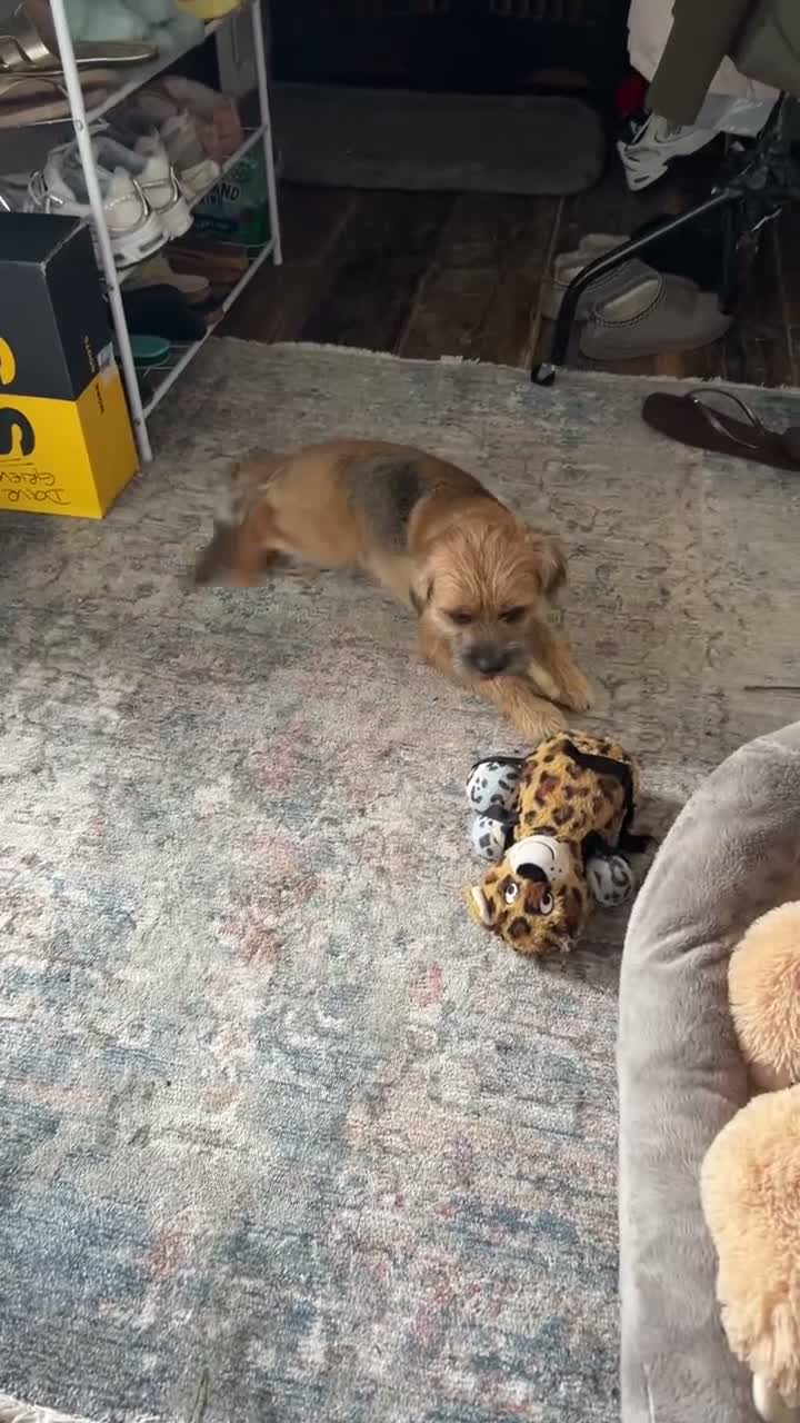 Border Terrier dogs for sale: 6 stunning boarder terrier puppies  - Video 3