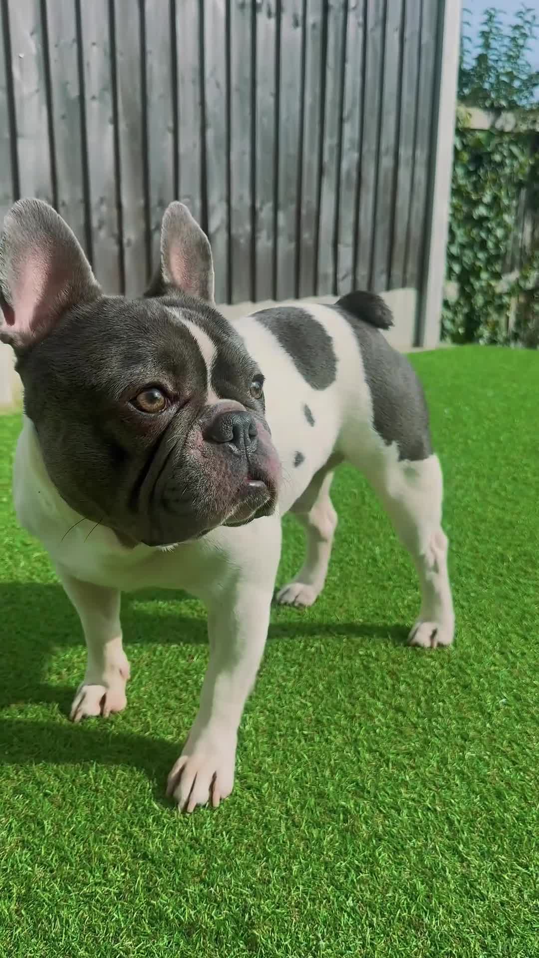 French Bulldog dogs for stud: Lovely Boy SNOWY ready for STUD  in London - Video 1