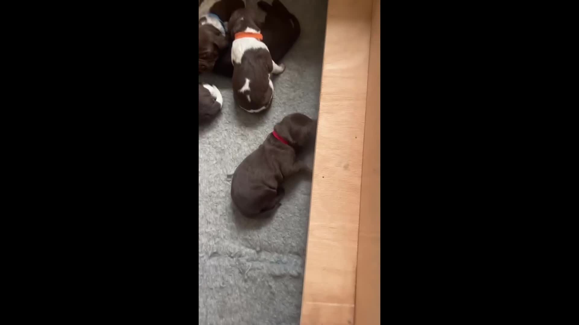 German Shorthaired Pointer dogs for sale: Beautiful KC GSP Puppies - Video 1