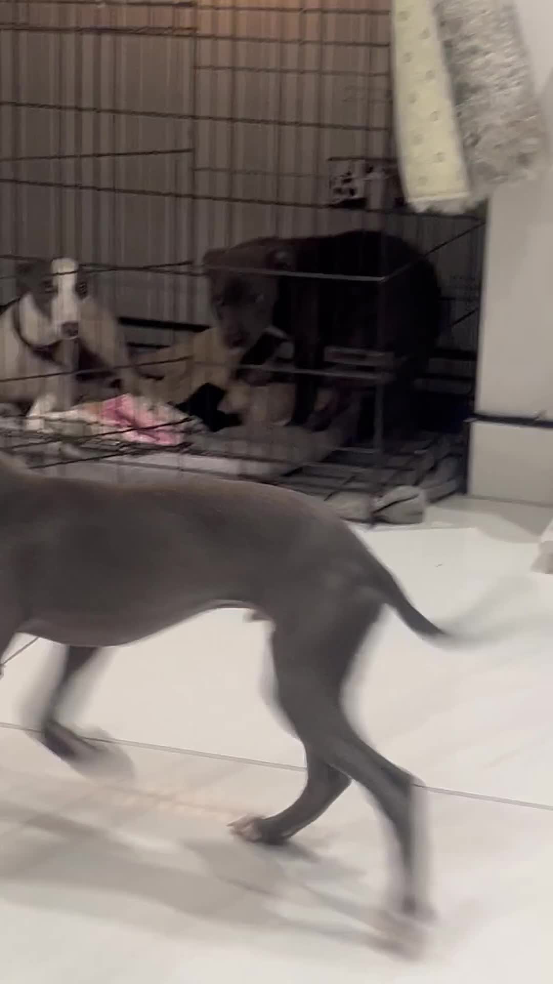 Whippet dogs for sale: Blue boy kc reg fully vaccinated and microchip  - Video 1