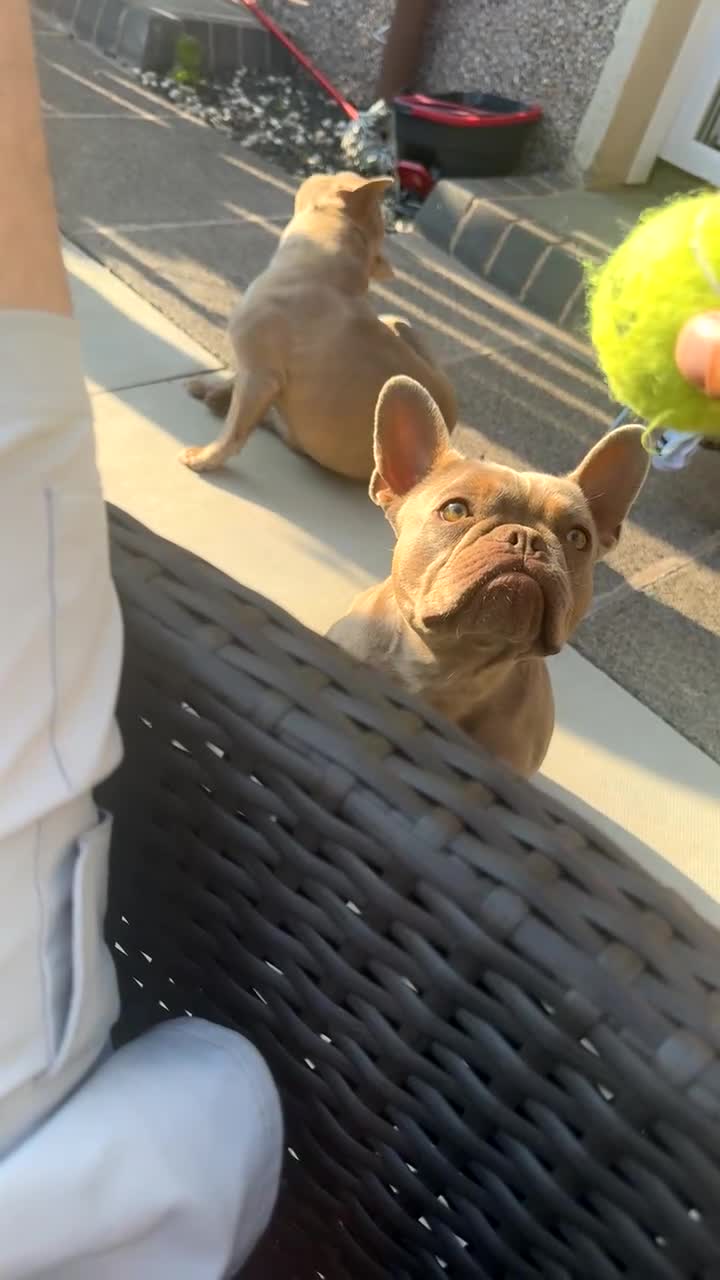 French Bulldog dogs for sale: French Bulldog Female KC registered - Video 1