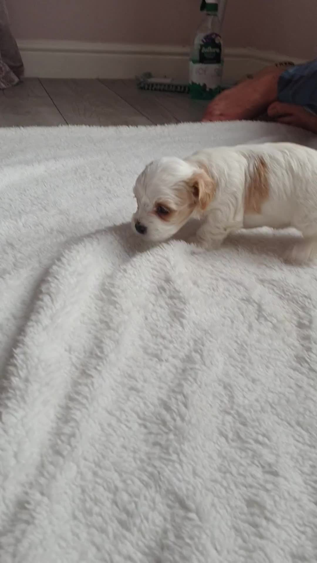 Maltipoo dogs for sale: 6 Pedigree Club registered Maltipoo puppies - Video 2