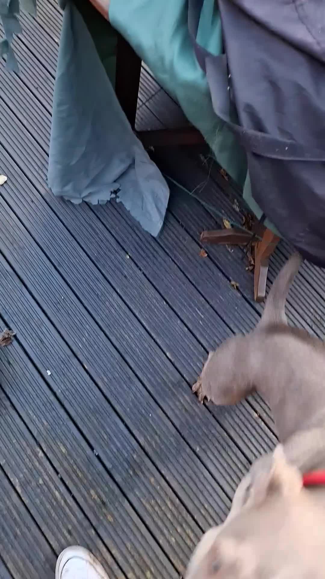 Mixed Breed dogs for sale: Staffordshire bull terrier x mix - Video 3