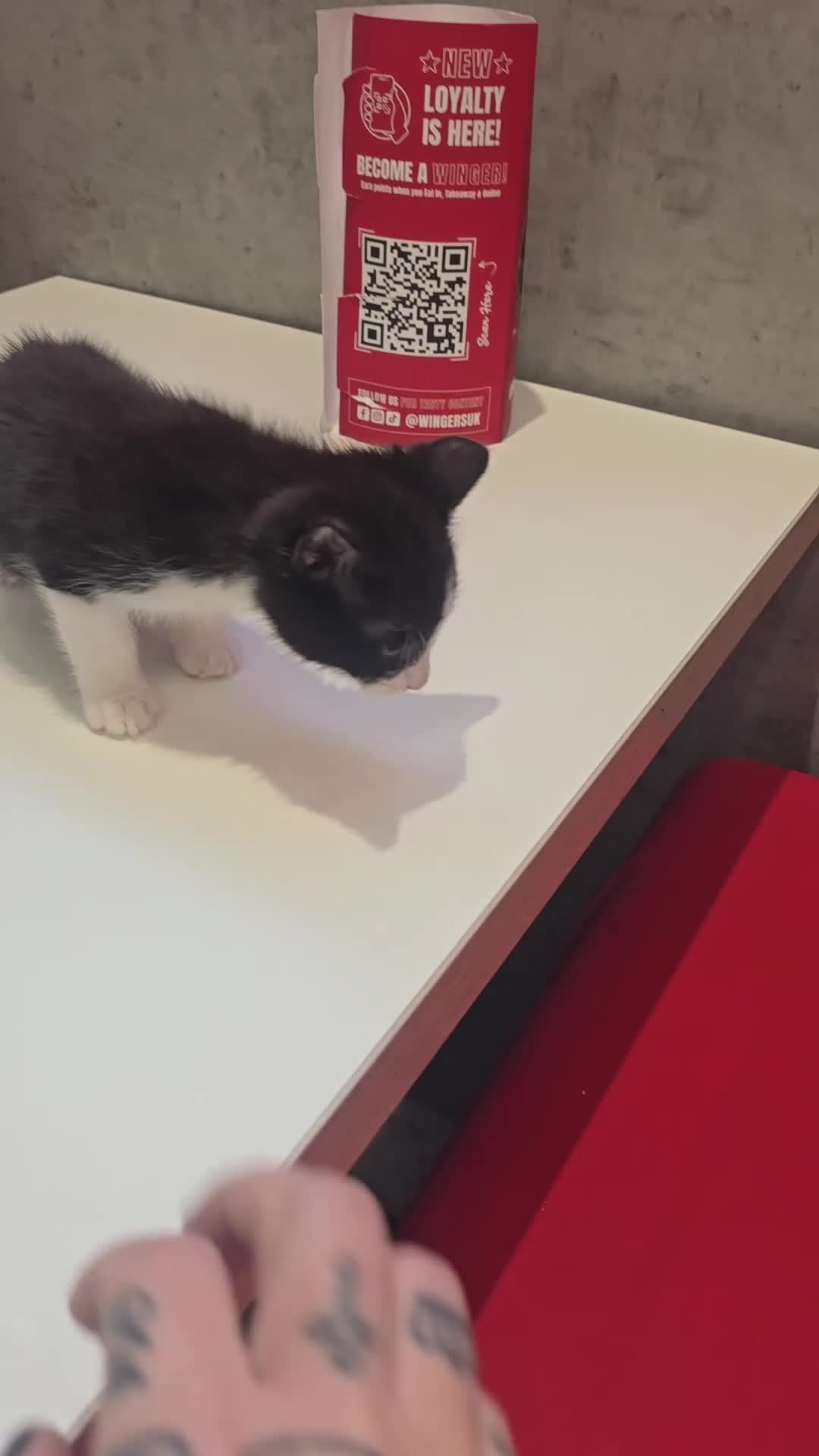 Mixed Breed cats for sale: Male kittens 10 weeks old - Video 1