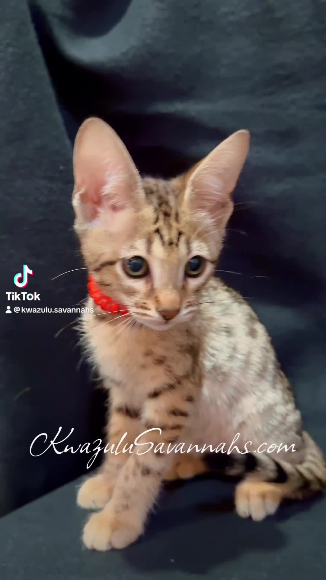 Savannah cats for sale: 12 Weeks Old 5*! -Exceptional Quality Tica Registr - Video 2