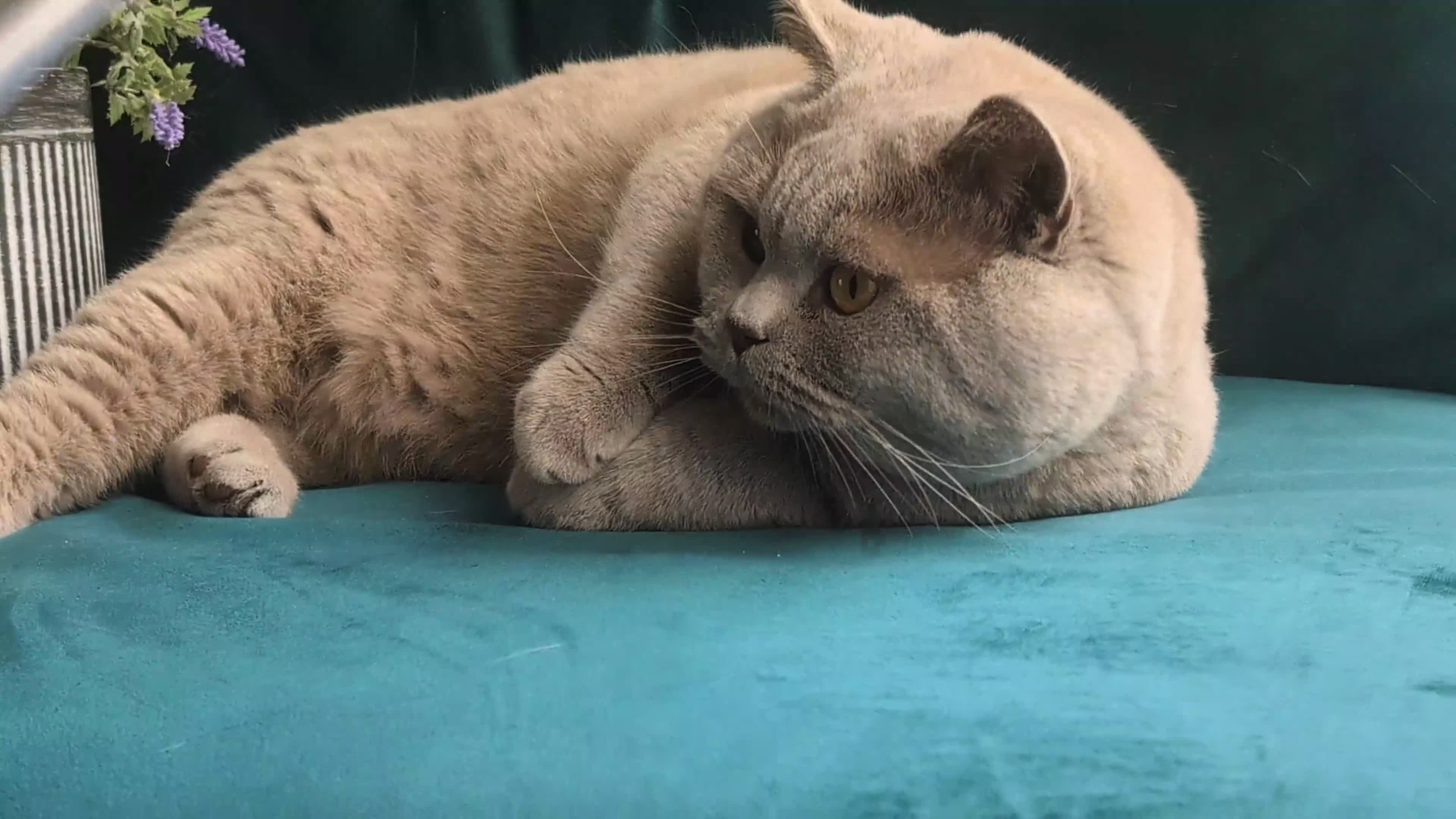 British Shorthair cats for stud: GCCF CHAMPION,TICA registered  in Barnsley - Video 3
