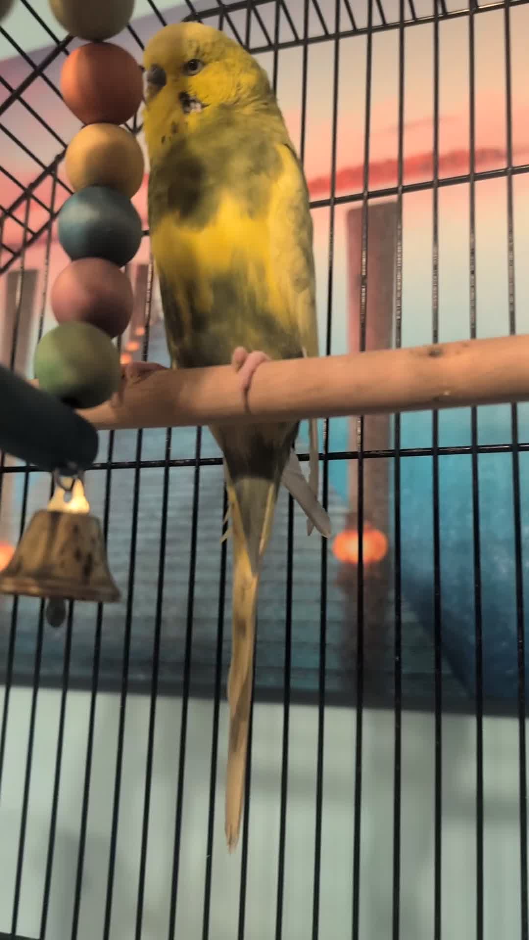 Budgerigars birds for sale: Male & Female pair of budgies  - Video 1