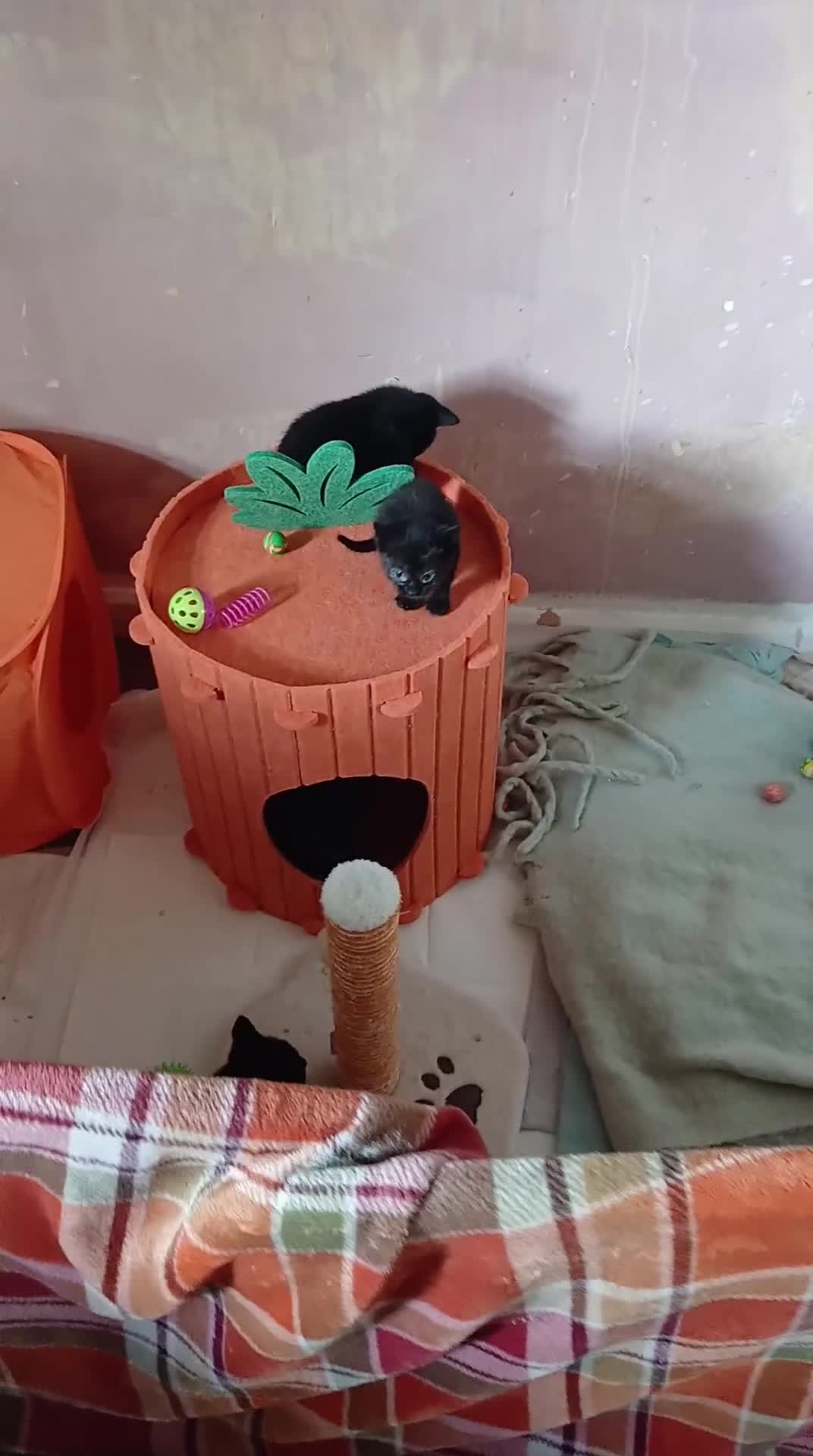 Mixed Breed cats for sale: All kittens are very playfully and very cute in Wakefield - Video 2