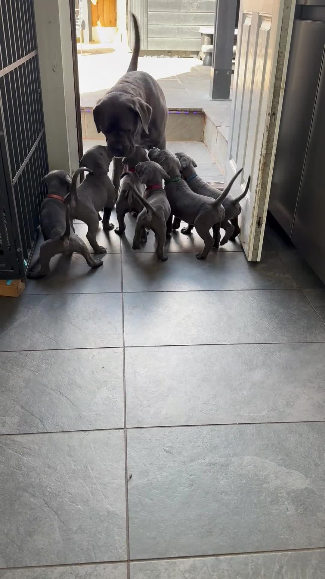 Cane Corso dogs for sale: X-Man Bloodline, Pedigree Cane Corso Puppies - Video 3