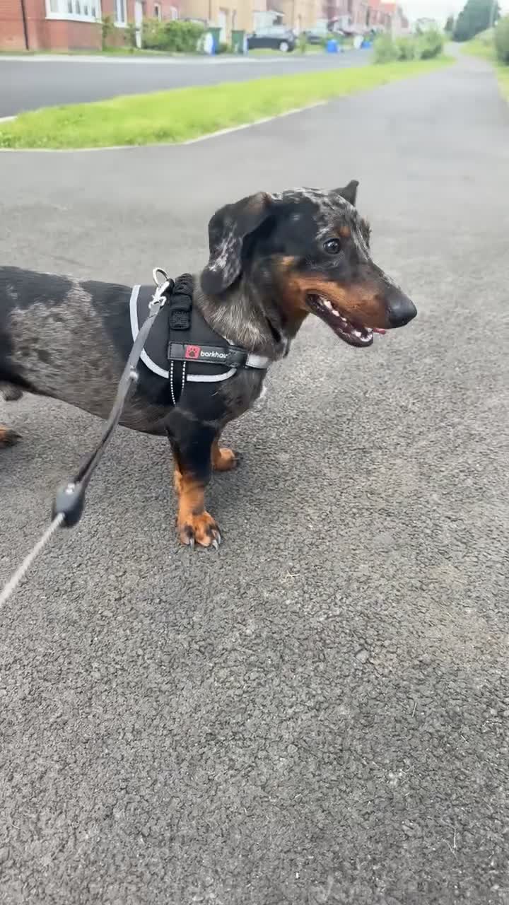 Dachshund dogs for sale: Male Dapple Dachshund in Stockton-on-Tees - Video 1
