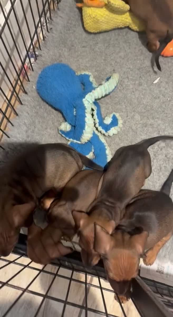 Miniature Dachshund dogs for sale: Adoreable home reared in profeshional home - Video 1