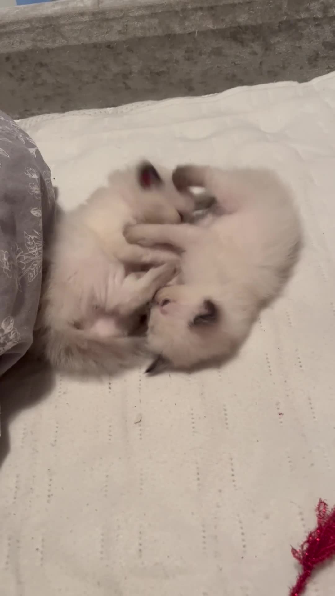 Ragdoll cats for sale: Ragdoll kittens *4 weeks old* Liverpool area  - Video 1