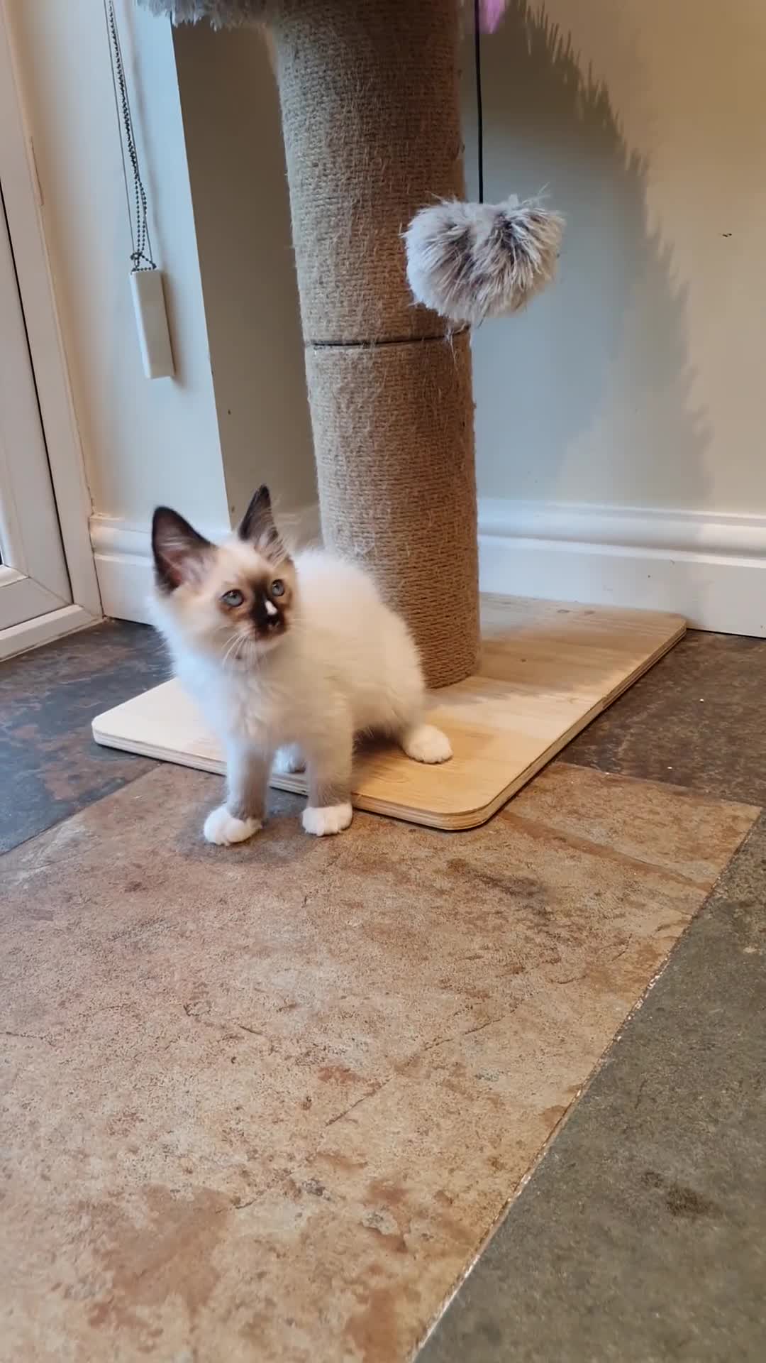 Ragdoll cats for sale: 💕Beautiful GCCF Registered Ragdoll Kittens. - Video 1