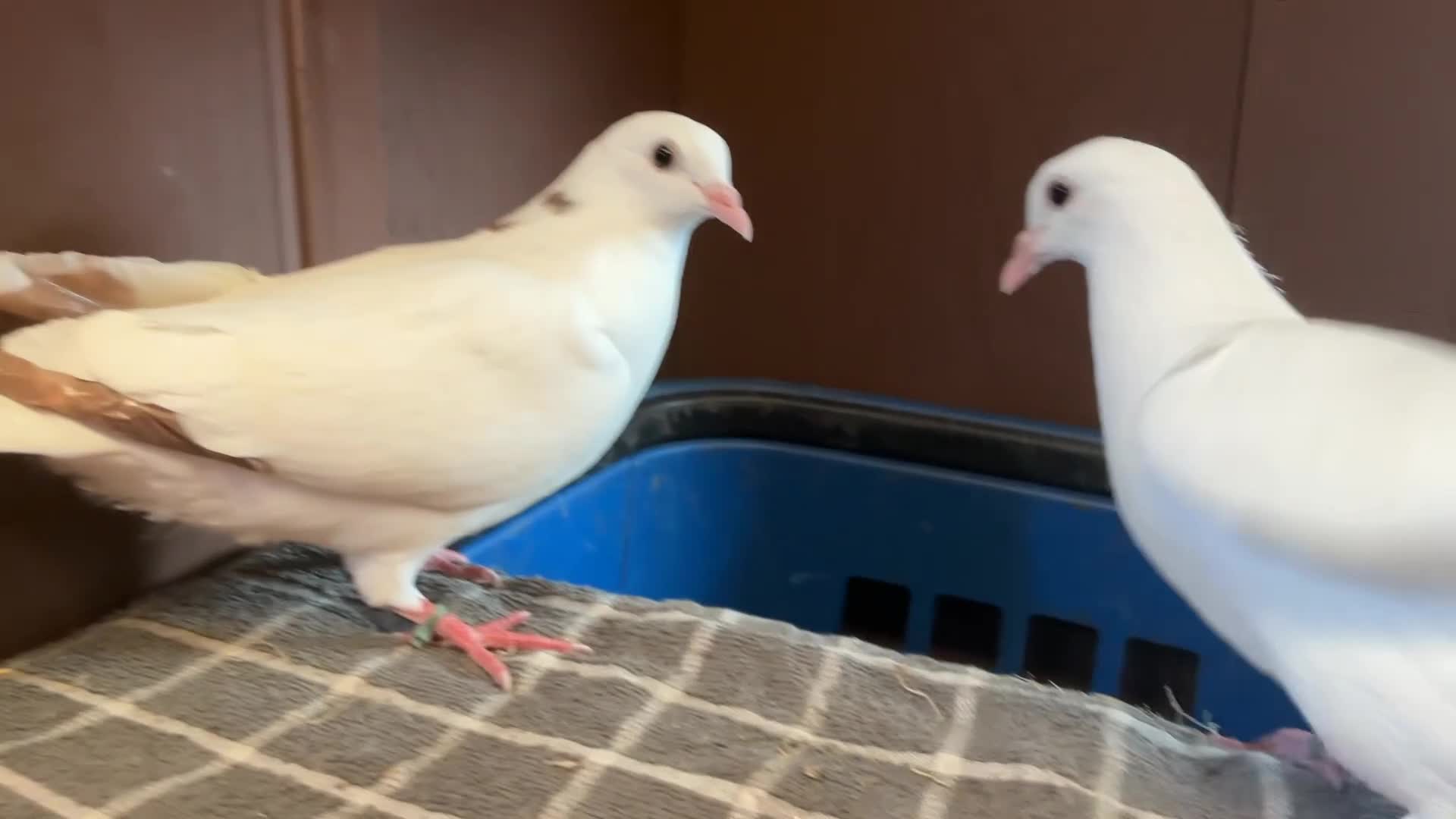 Pigeons birds for sale: A pair of young toghi hybrids  in Oxford - Video 2