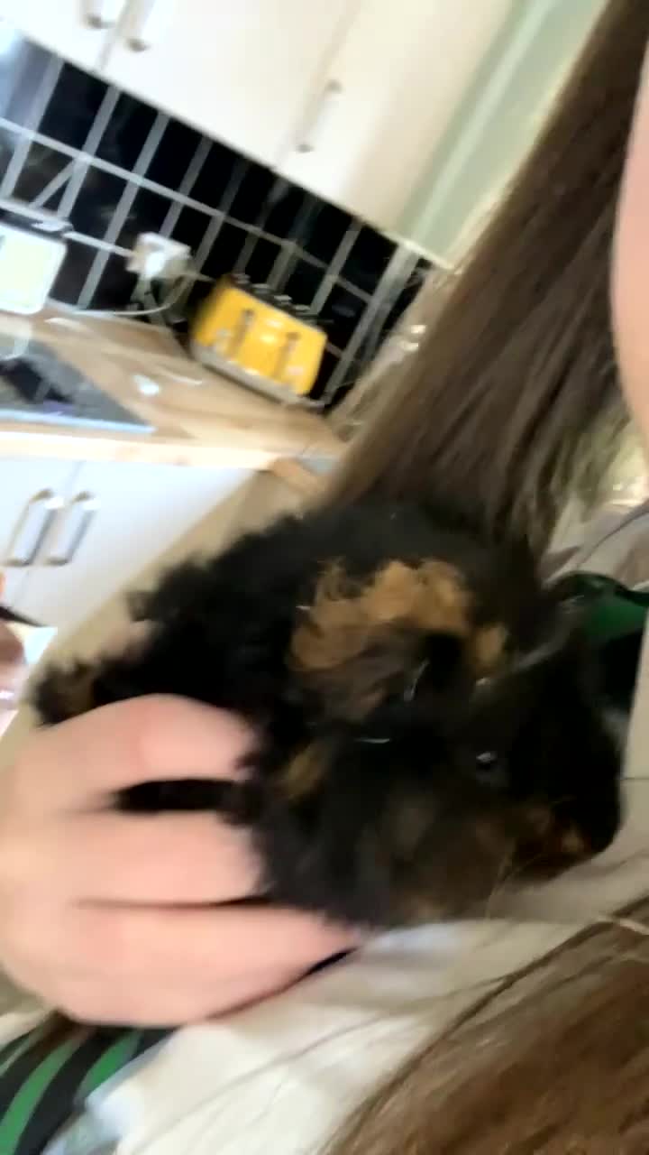 Guinea Pig rodents for sale: Male Guineapigs for sale  - Video 1