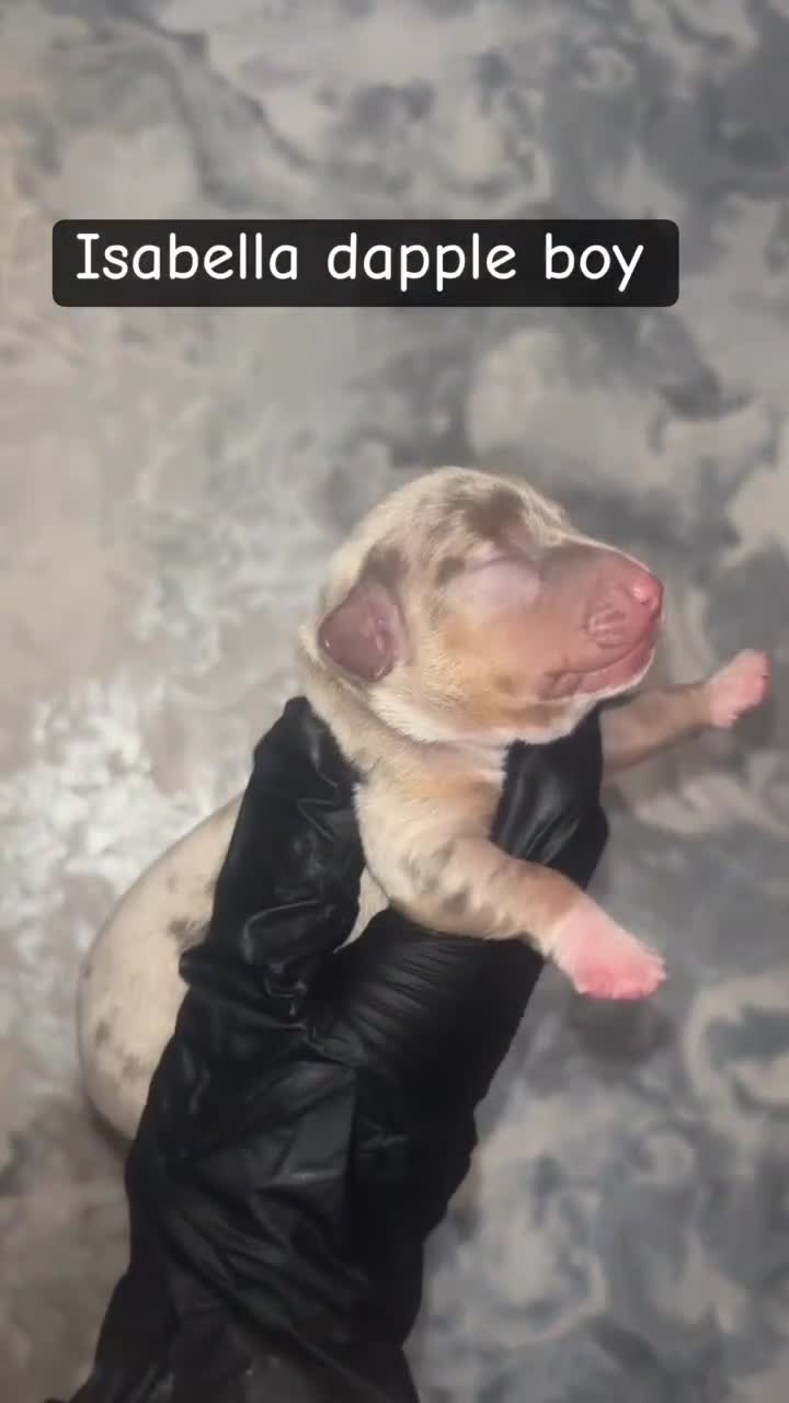 Miniature Dachshund dogs for sale: 5 KC REG TOP BLOODLINE mini dachshunds🔥 - Video 1